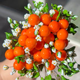 Lucky Orange Earrings