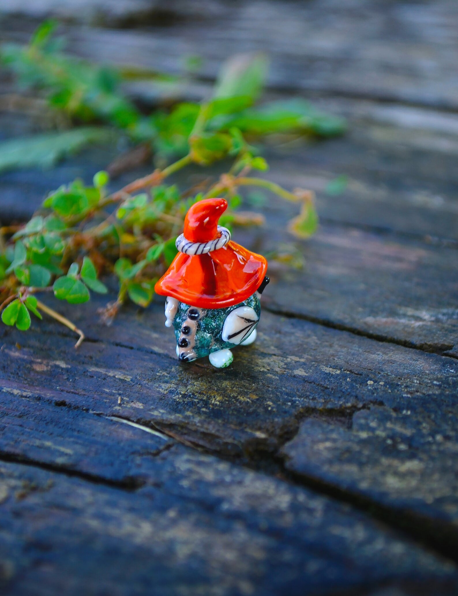 Tiny Witch Dragon Coral